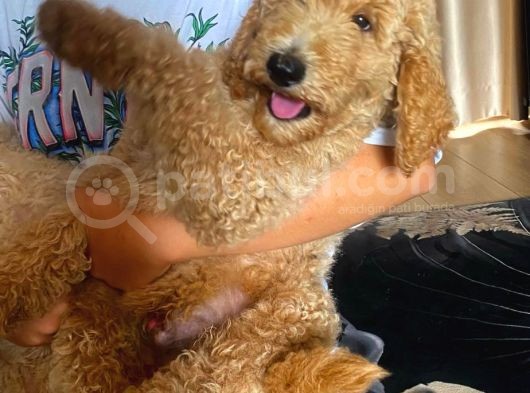 Labradoodle Red Ve Red Brown Terapi Köpekleri görsel