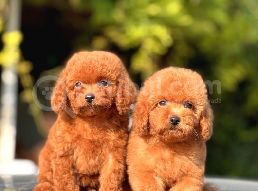 Safkan Toy Poodle Yavrular görsel