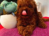 Türünün  En Iyisi Toypoodle Yavrular