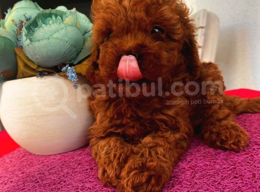 Türünün  En Iyisi Toypoodle Yavrular görsel