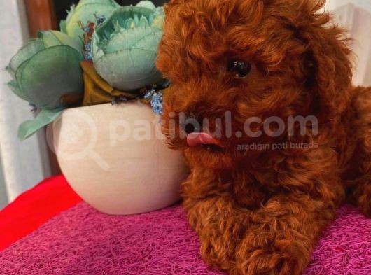 Türünün  En Iyisi Toypoodle Yavrular görsel