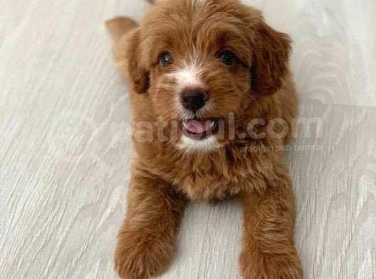 Red Particolour Orjinal Maltipoo Yavrumuz