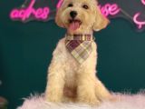 2-2,5 Kg Geçmeyecek Eğitimli Toy Poodle Yavru