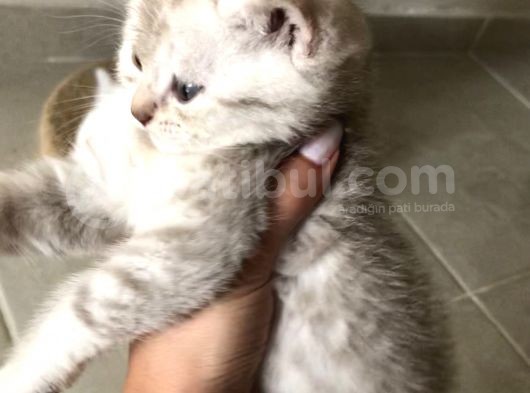3Bebekk Kardeşş görsel