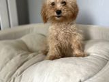 1,5 Kg Eğitimli 5 Aylık Dişi Toy Poodle