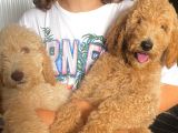 Labradoodle Red Ve Red Brown Terapi Köpekleri