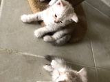 3Bebekk Kardeşş