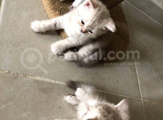 3Bebekk Kardeşş görsel