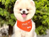 1,5-2 Kg Orjinal Pomeranian Boo Oğlumuz Rio