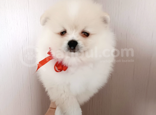Muhteşem Pomerian Boo Yavrular