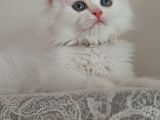 British Longhair Lekesiz Karbeyaz Kızımız