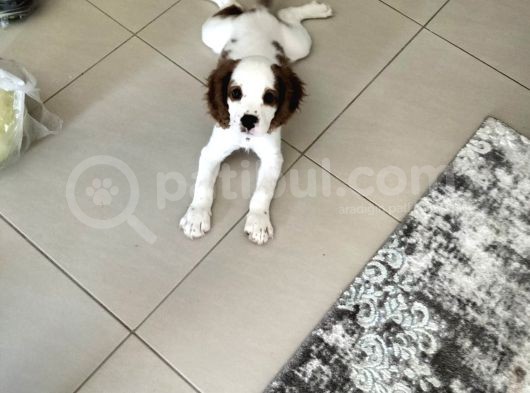 2 Aylık Safkan King Charles