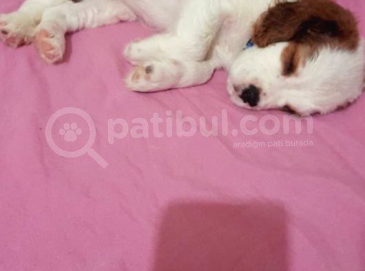 2 Aylık Safkan King Charles görsel