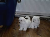 A Kalite Maltese Terrier Bebekler