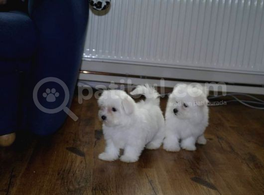A Kalite Maltese Terrier Bebekler görsel