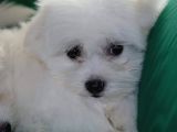 A Kalite Maltese Terrier Bebekler