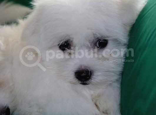 A Kalite Maltese Terrier Bebekler görsel
