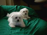 A Kalite Maltese Terrier Bebekler
