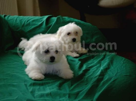 A Kalite Maltese Terrier Bebekler görsel