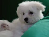 A Kalite Maltese Terrier Bebekler