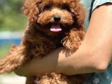 Show Kalite Toy Poodle Bebekler