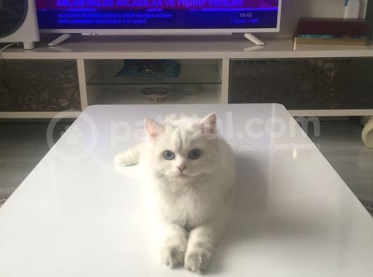 Çinçila görsel