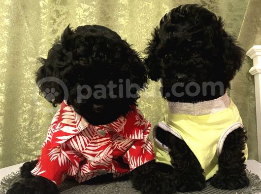Model Toypoodle Bebekler görsel