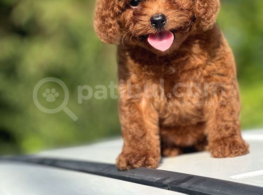 Bebek Surat Toy Poodle Yavrular görsel
