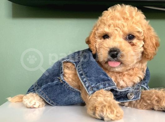 Model Toypoodle Bebekler görsel
