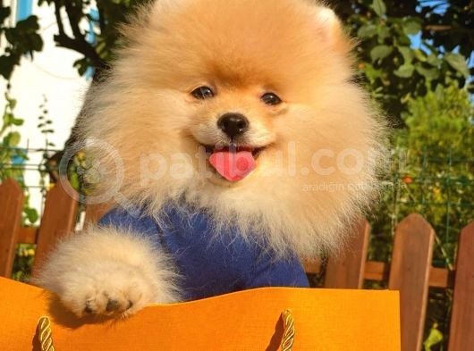 Show Kali̇te Pomerani̇an Boo Yavrular görsel
