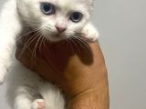 Scotish Fold Ve British Shorthair Bluepoint Yavrular