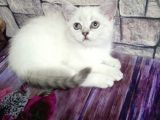 Scotish Fold Ve British Shorthair Bluepoint Yavrular