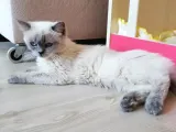 Ücretsi̇z Sadece Kisirlaştirma Şartiyla