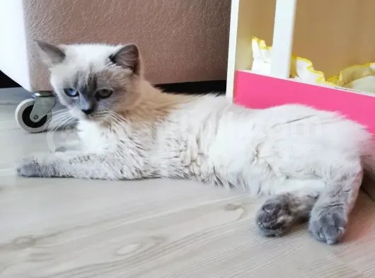 Ücretsi̇z Sadece Kisirlaştirma Şartiyla görsel
