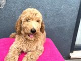 Muhteşem Labradoodle Hypoallerjenik Yavrularımız