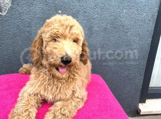 Muhteşem Labradoodle Hypoallerjenik Yavrularımız görsel