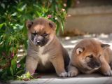 Shiba Inu Yavrular Anne Baba Secereli A Kalite