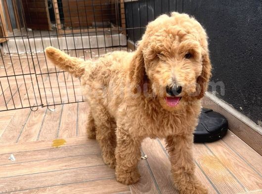 Muhteşem Labradoodle Hypoallerjenik Yavrularımız