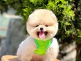 Safkan Pomeranian Boo Yavrular