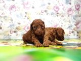 Resmi̇ Üreti̇ci̇den Red Toy Poodle Yavrular