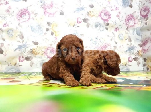 Resmi̇ Üreti̇ci̇den Red Toy Poodle Yavrular görsel
