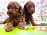 Resmi̇ Üreti̇ci̇den Red Toy Poodle Yavrular