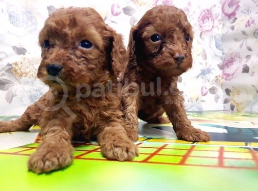 Resmi̇ Üreti̇ci̇den Red Toy Poodle Yavrular görsel
