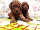 Resmi̇ Üreti̇ci̇den Red Toy Poodle Yavrular