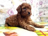 Resmi̇ Üreti̇ci̇den Red Toy Poodle Yavrular