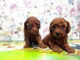 Resmi̇ Üreti̇ci̇den Red Toy Poodle Yavrular