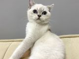 British Kedi Yavrusu