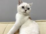 British Kedi Yavrusu