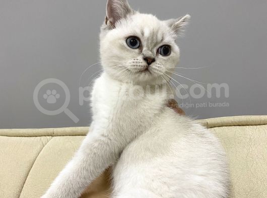 British Kedi Yavrusu görsel