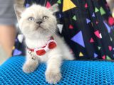 Aaaa+Show Kali̇te Yavrularim Kar Beyazi